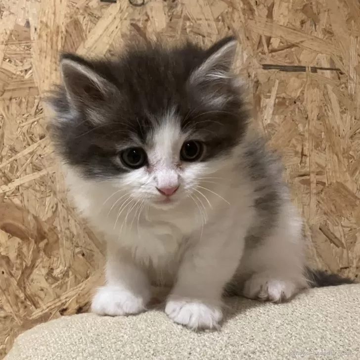 ID:2502-00971の子猫