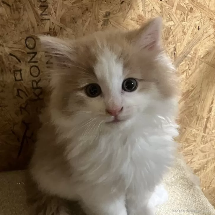 ID：2503-02120の子猫