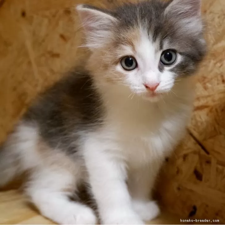 ID：2510-00907の子猫