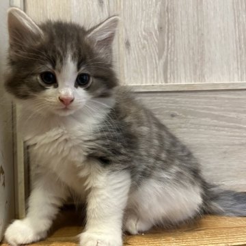 ノルウェージャンフォレストキャット【岐阜県・男の子・2025年11月10日・ブルータビー&ホワイト】の写真「かわいい男の子です」