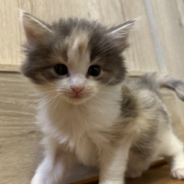 ノルウェージャンフォレストキャット【岐阜県・女の子・2025年11月10日・ブルーパッチドタビー&ホワイト】の写真「かわいい女の子です」