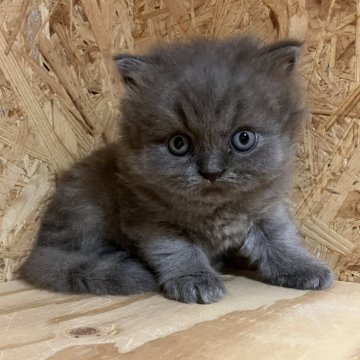 ブリティッシュショートヘア【岐阜県・男の子・2025年9月4日・ブルー】の写真「ご見学は１１月２日までとなります」