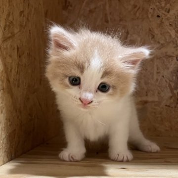 ノルウェージャンフォレストキャット【岐阜県・男の子・2025年9月8日・クリームタビー&ホワイト】の写真「ご見学は１１月９日までとなります」