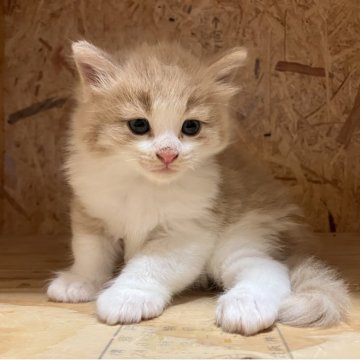 ノルウェージャンフォレストキャット【岐阜県・男の子・2025年9月8日・クリームタビー&ホワイト】の写真「ご見学は１１月９日までとなります」