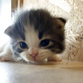 ノルウェージャンフォレストキャット