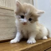 ノルウェージャンフォレストキャット