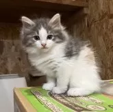 ノルウェージャンフォレストキャット【岐阜県・女の子・2025年7月1日・ブルーパッチドタビー&ホワイト】の写真1