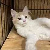 ノルウェージャンフォレストキャット