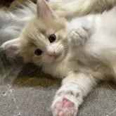 ノルウェージャンフォレストキャット