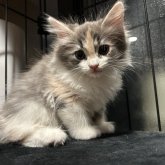 ノルウェージャンフォレストキャット