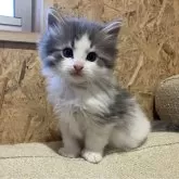 ノルウェージャンフォレストキャット【岐阜県・男の子・2024年12月29日・ブルータビー&ホワイト】の写真1