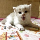 ノルウェージャンフォレストキャット