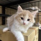 ノルウェージャンフォレストキャット