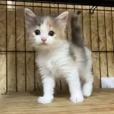 ノルウェージャンフォレストキャット