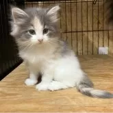 ノルウェージャンフォレストキャット【岐阜県・女の子・2025年6月23日・ブルーパッチドタビー&ホワイト】の写真1