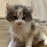 ノルウェージャンフォレストキャット