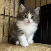 ノルウェージャンフォレストキャット