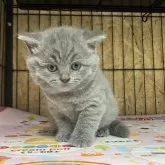 ブリティッシュショートヘア