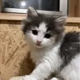 ノルウェージャンフォレストキャット【岐阜県・女の子・2025年2月13日・ブルーパッチドタビー&ホワイト】の写真1