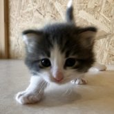 ノルウェージャンフォレストキャット