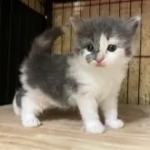 ノルウェージャンフォレストキャット