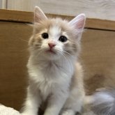 ノルウェージャンフォレストキャット