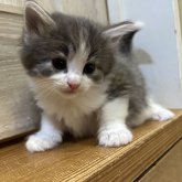 ノルウェージャンフォレストキャット