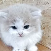 ノルウェージャンフォレストキャット【岐阜県・男の子・2025年3月18日・クリームタビー&ホワイト】の写真1