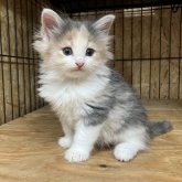 ノルウェージャンフォレストキャット