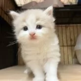 ノルウェージャンフォレストキャット