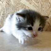 ノルウェージャンフォレストキャット