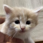 ノルウェージャンフォレストキャット