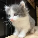 ノルウェージャンフォレストキャット