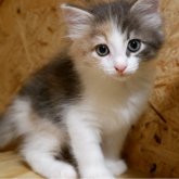 ノルウェージャンフォレストキャット