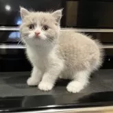 ブリティッシュショートヘア