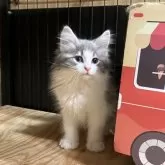 ノルウェージャンフォレストキャット【岐阜県・男の子・2025年4月29日・ブルータビー&ホワイト】の写真2