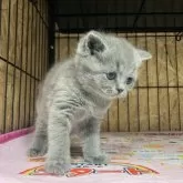 ブリティッシュショートヘア【岐阜県・女の子・2025年8月31日・ブルー】の写真2