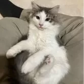 ノルウェージャンフォレストキャット【岐阜県・女の子・2025年5月11日・ブルータビー&ホワイト】の写真2