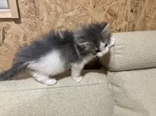 ノルウェージャンフォレストキャット【岐阜県・男の子・2024年12月29日・ブルータビー&ホワイト】の写真3