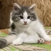 ノルウェージャンフォレストキャット【岐阜県・女の子・2025年7月1日・ブルーパッチドタビー&ホワイト】の写真3