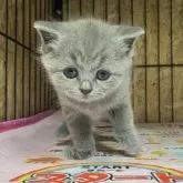 ブリティッシュショートヘア【岐阜県・女の子・2025年8月31日・ブルー】の写真3