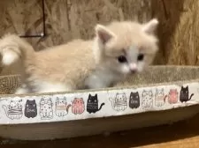 ノルウェージャンフォレストキャット【岐阜県・女の子・2024年12月19日・クリームタビー&ホワイト】の写真4