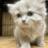 ブリティッシュロングヘア【岐阜県・女の子・2025年7月28日・ライラック】の写真4