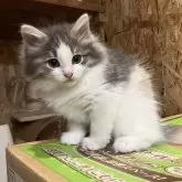 ノルウェージャンフォレストキャット【岐阜県・女の子・2025年7月1日・ブルーパッチドタビー&ホワイト】の写真4