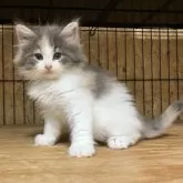 ノルウェージャンフォレストキャット【岐阜県・女の子・2025年6月23日・ブルーパッチドタビー&ホワイト】の写真5