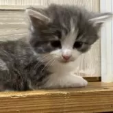 ノルウェージャンフォレストキャット【岐阜県・男の子・2025年11月10日・ブルータビー&ホワイト】の写真5