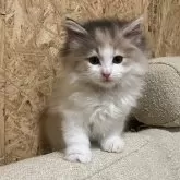 ノルウェージャンフォレストキャット【岐阜県・女の子・2025年1月12日・ブルーパッチドタビー&ホワイト】の写真5