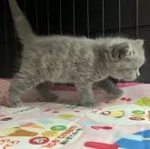 ブリティッシュショートヘア【岐阜県・女の子・2025年8月31日・ブルー】の写真5