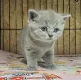 ブリティッシュショートヘア【岐阜県・女の子・2025年8月31日・ブルー】の写真5