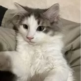 ノルウェージャンフォレストキャット【岐阜県・女の子・2025年5月11日・ブルータビー&ホワイト】の写真5